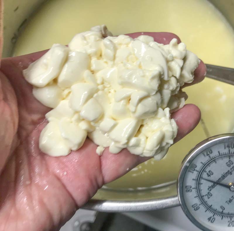 checking curds for cheese making